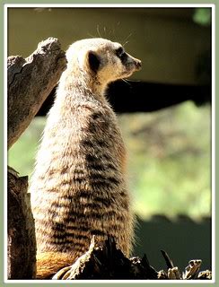 animal focus - meerkat | classic meerkat pose - dubbo zoo | Flickr
