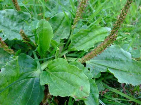 plantain - The Plant Guide