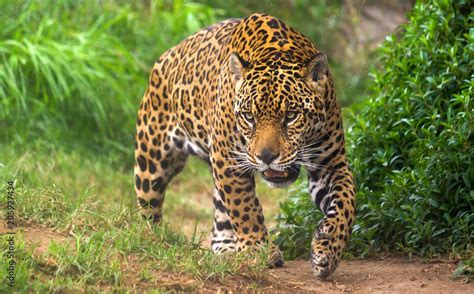 Jaguar Amazon Rainforest