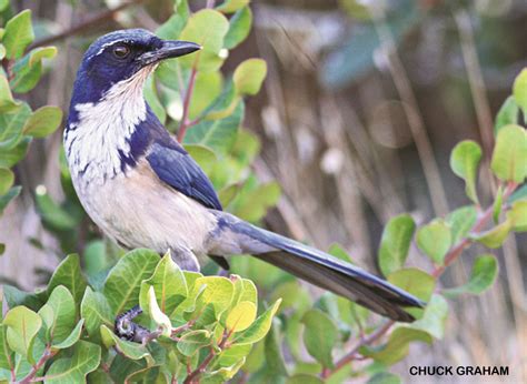 Island Scrub-Jay: Blue Crusader - NWF | Ranger Rick