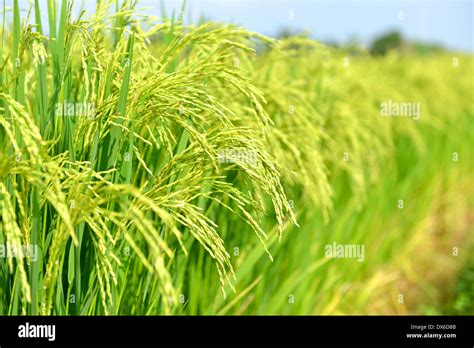 Rice paddy fields, Thailand Stock Photo - Alamy