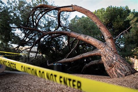 The Quad: The root of the reason why trees are toppling down throughout ...