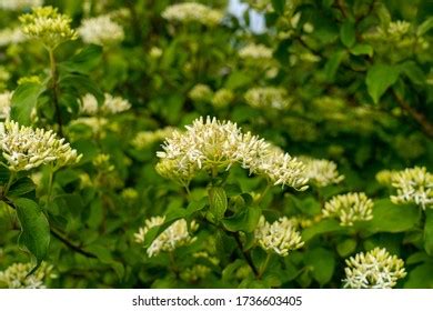 43 Blackhaw Viburnum Stock Photos, Images & Photography | Shutterstock