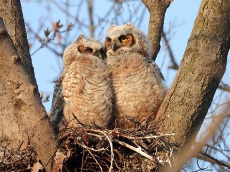 London photographer tracks Great Horned Owl babies until they take flight | CBC News