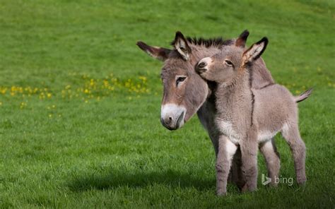 Ane du Cotentin donkey (Equus asinus) in meadow with foal, Normandy, France (© J.-L. Klein & M ...