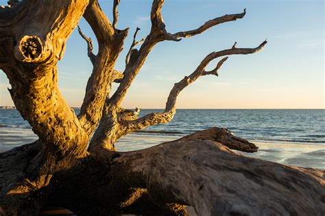 Visit Jekyll Island, Georgia • Vacation, Conservation, and Education Destination