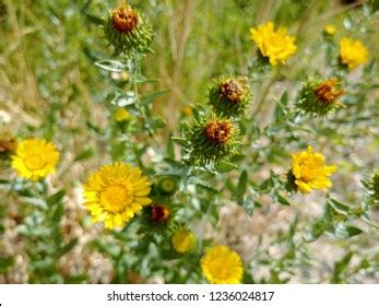 Yellow Grindelia Flower Closed Spent Heads Stock Photo 1236024817 | Shutterstock