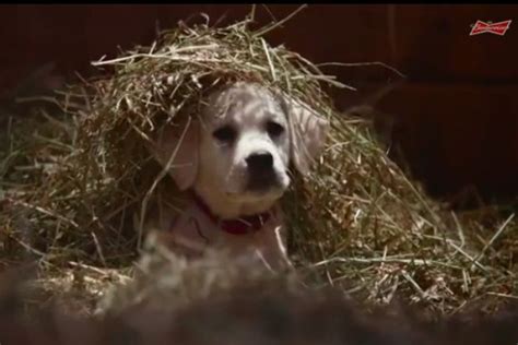 Budweiser's 'Lost Puppy' Super Bowl Ad Will Make Football Fans Cry in ...