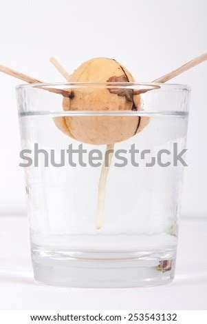 Avocado Seed Germinating Sprouting Glass Water Stock Photo 253543132 - Shutterstock