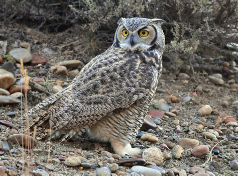 Great Horned Owl on Seedskadee National Wildlife Refuge | Flickr