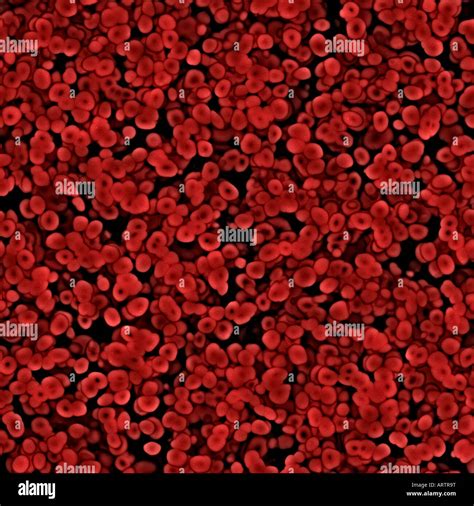 Isotonic Red Blood Cells Under Microscope