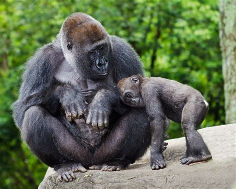 Gorillas at Atlanta zoo learn to make new sound to capture zookeepers' attention — it's called a ...