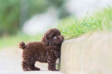 Toy Poodle: Dog Breed Characteristics & Care