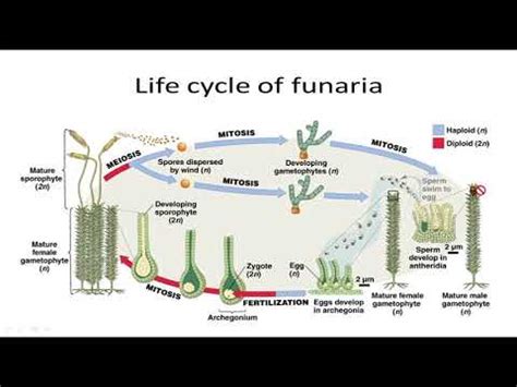 XI Botany Ch#9 Lecture#2(Life cycle of funaria) by Dr. Ghulam Sarwar ...