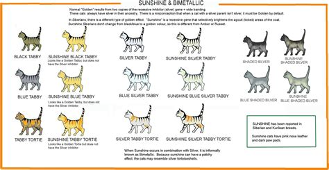 Domestic Shorthair Cat Weight Chart By Age