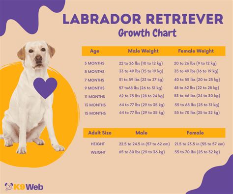 How Much Do Lab Puppies Grow Each Week