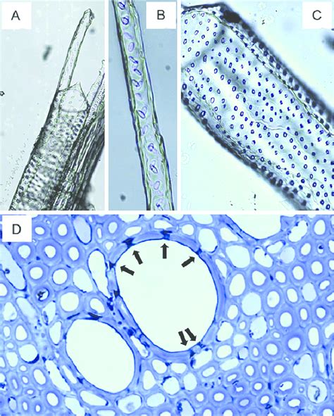 Images of vessel elements (A, C and D) and VTs (A, B and D) on ...