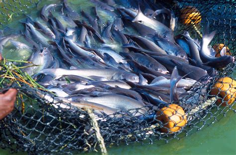 Fish | Free Stock Photo | A basket of freshly caught catfish | # 10199