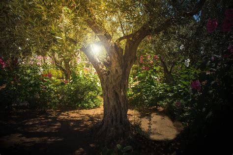 Planting a Memorial Tree | McCabe's Landscape