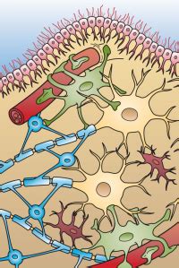 Know your spinal cord – Glial scarring | Lunatic Laboratories