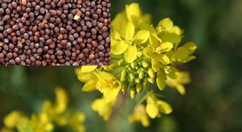 Mustard Farming Information Detailed Guide | Agri Farming