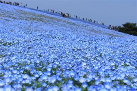 11 Hidden Gems in Japan That Are Worth Discovering