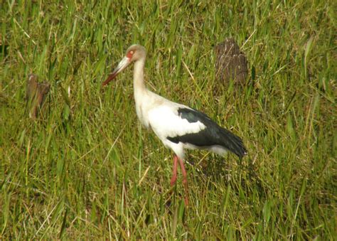 Ciconiidae Storks - Adelaide Ornithologists' Club