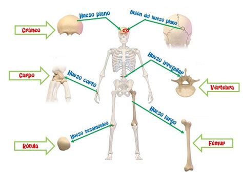 Tipos De Huesos Las Funciones Vitales De Los Seres Humanos La 18544 | The Best Porn Website