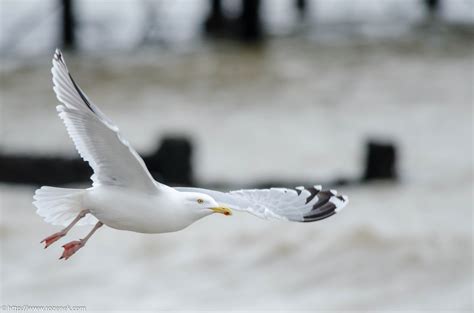 European Herring Gull – bird photo gallery – rozenek.com