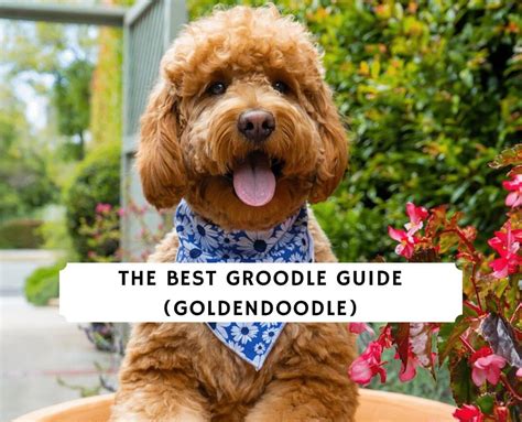 The Best Groodle Guide 2024 (Goldendoodle) - We Love Doodles