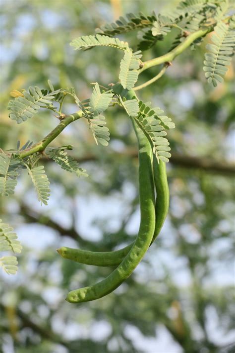 mesquite (Mammals of Chhattisgarh, India) · iNaturalist