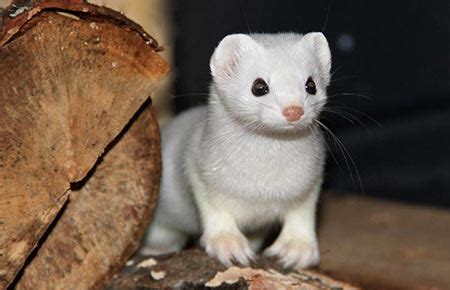 Ermine Species Profile, Alaska Department of Fish and Game