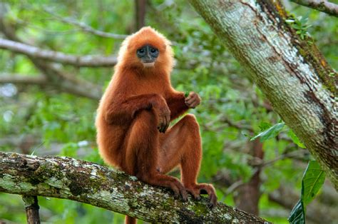 Wildlife watching in Danum Valley in Borneo