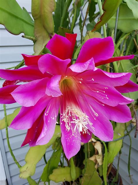 Kristy's Corner: Epiphyllum Cactus Flowers