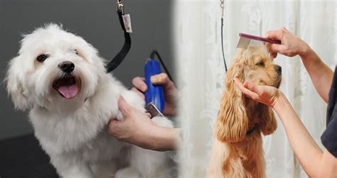 Pet Supplies Plus Grooming Review | Bolivarwormfarm