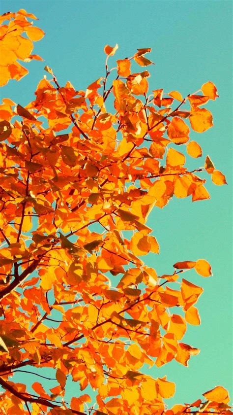 Fall Tree Art iPhone Wallpapers Free Download