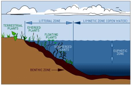 Aquatic Ecosystems (Ponds, Streams, Lakes, Rivers, Oceans, Estuaries) : Pharmaguideline