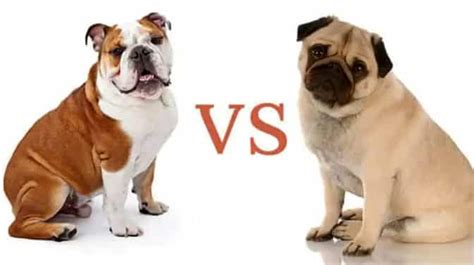 English Bulldog vs Pug: Which Dog Makes The Best Pet?