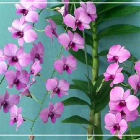 anggrek dendrobium larat | Lazada Indonesia