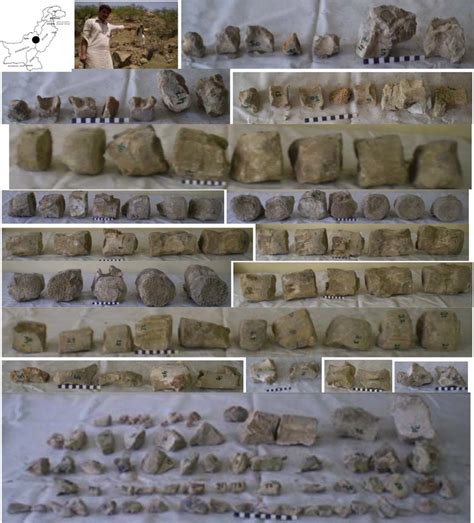 Sulaimanitherium dhanotri holotype fossils. Row 1, Map of Pakistan... | Download Scientific Diagram