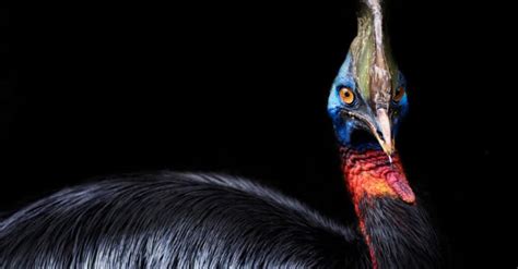 Cassowary Size Guide: Their Height, Weight, and Record Size! - IMP WORLD