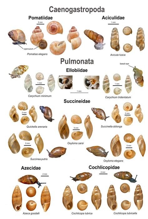 An Illustrated Guide to the Land Snails of the British Isles | NHBS ...