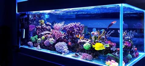 Standard Aquarium Dimensions, Sizes And Weights