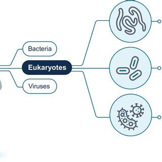 Microbial diversity in the human microbiome | Download Scientific Diagram