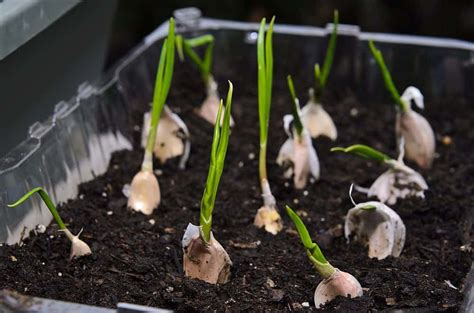 How To Grow Garlic Indoors In Water Or Soil In 2023 - A Nest With A Yard