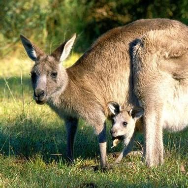 Function of the Kangaroo's Pouch