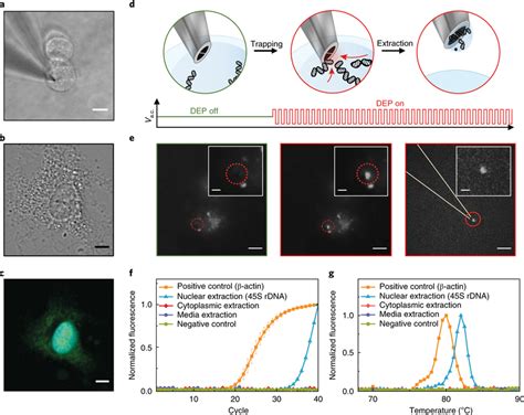 DNA extraction from the cell nucleus a, Bright field image of a... | Download Scientific Diagram