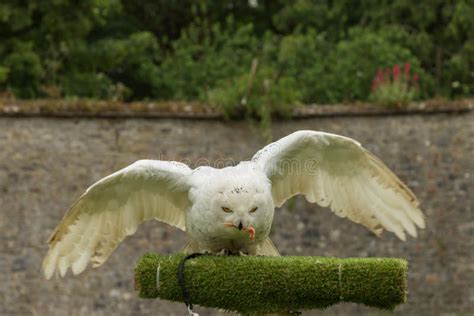 A snowy owl stock photo. Image of ireland, wings, hunter - 94905314