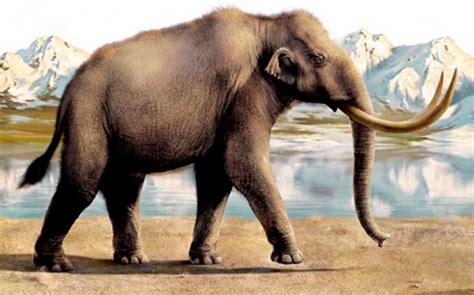 Kikinda mammoth | Fossil Wiki | Fandom