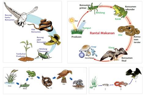 6 Contoh rantai makanan dengan penjelasan lengkapnya - GuruPrajab